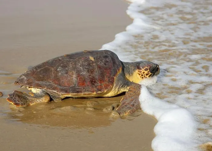 Vounaki Seaside Dreamland! 別荘