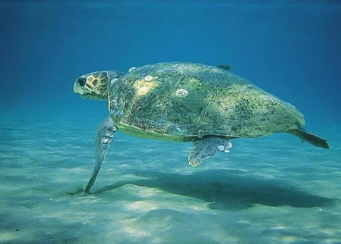 別荘 Vounaki Seaside Dreamland! *