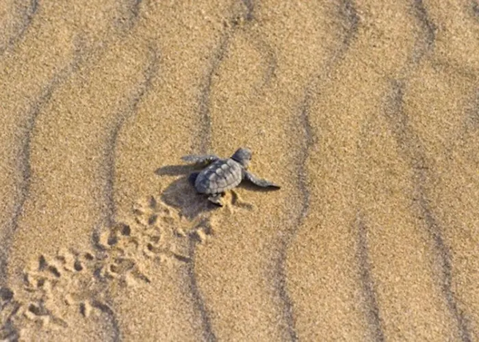 Vounaki Seaside Dreamland! *