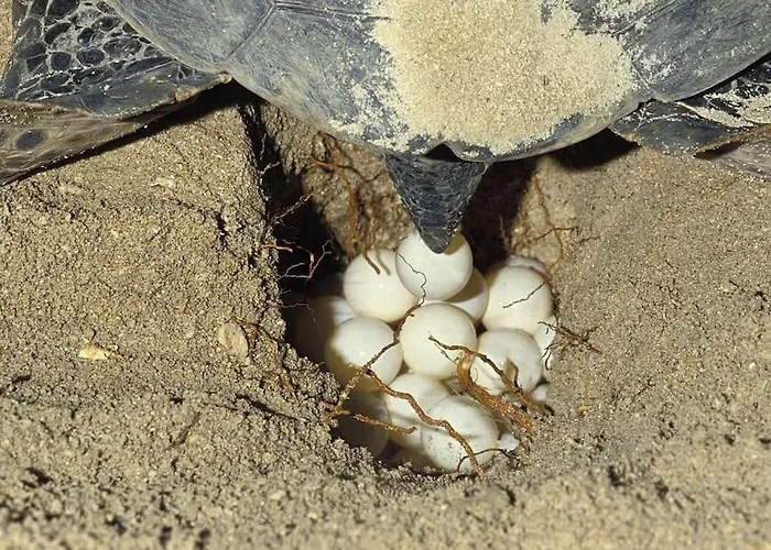 Vounaki Seaside Dreamland! 別荘 キパリシア