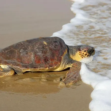 Vounaki Seaside Dreamland! بيت للعطل