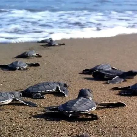 Vounaki Seaside Dreamland! كيوبارِسِيا