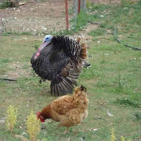 Vounaki Seaside Dreamland! بيت للعطل *