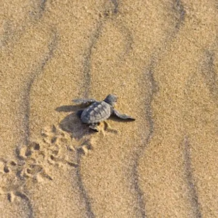 Vounaki Seaside Dreamland! *