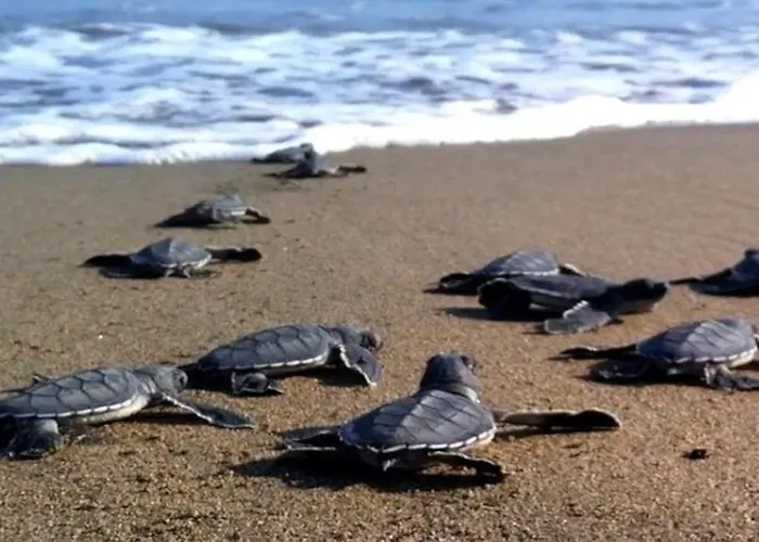 Vounaki Seaside Dreamland! Kyparissia